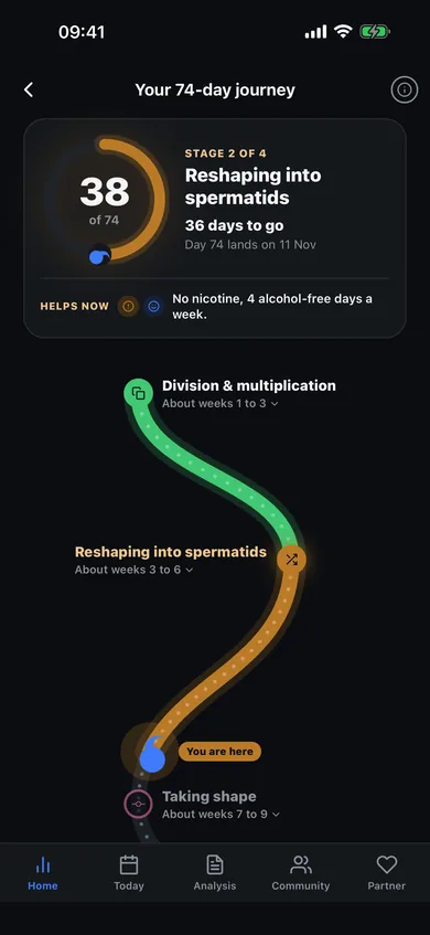 The 74-day journey in Motily: day 38, stage 2 of 4 (reshaping into spermatids), and the road through the four stages of sperm production
